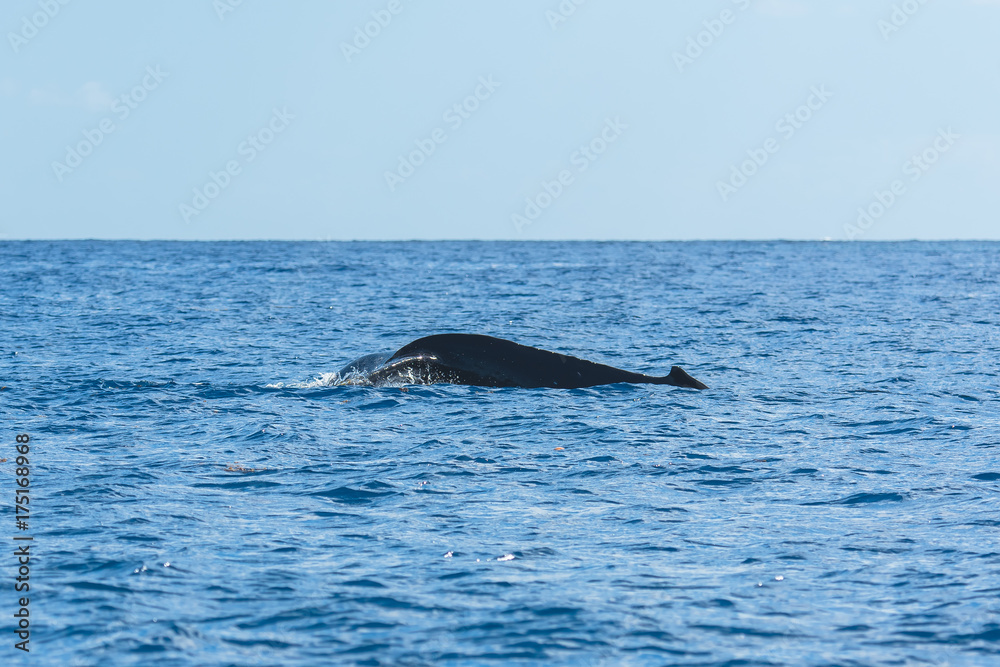 Humpback whale swimming in the Pacific Ocean, back
Humpback whale swimming in the Pacific Ocean, back