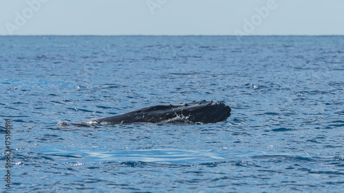     Humpback whale swimming in the Pacific Ocean, head   © Pascale Gueret