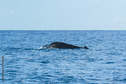     Humpback whale swimming in the Pacific Ocean, back
