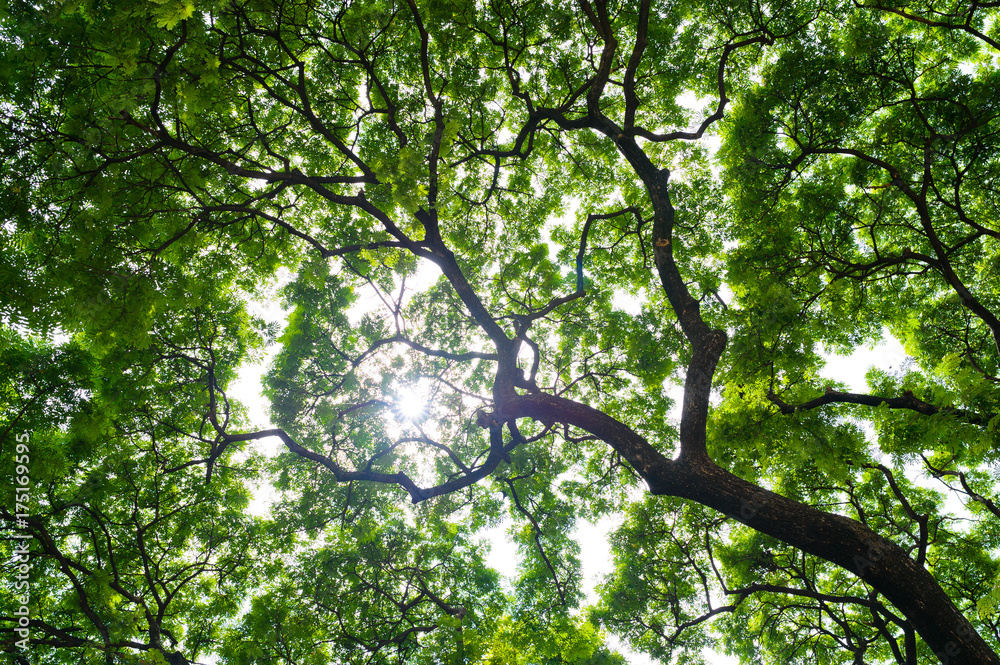 forest background . green nature background.big tree forest background . green nature background.big tree