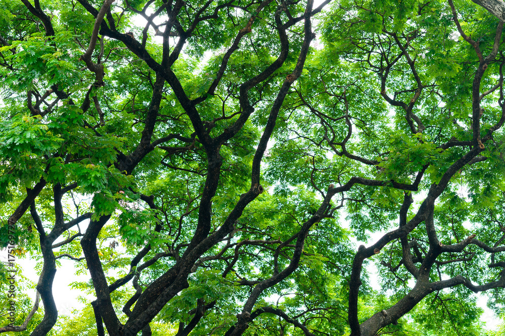 forest background . green nature background.big tree forest background . green nature background.big tree