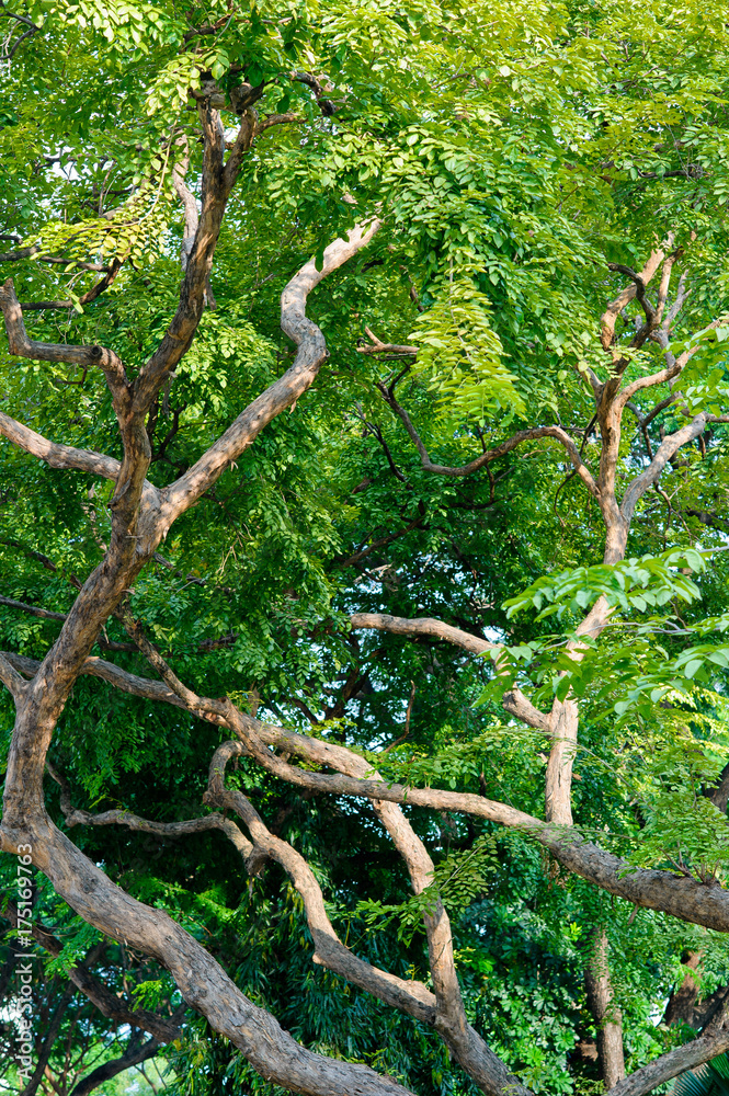 Obraz premium forest background . green nature background.big tree