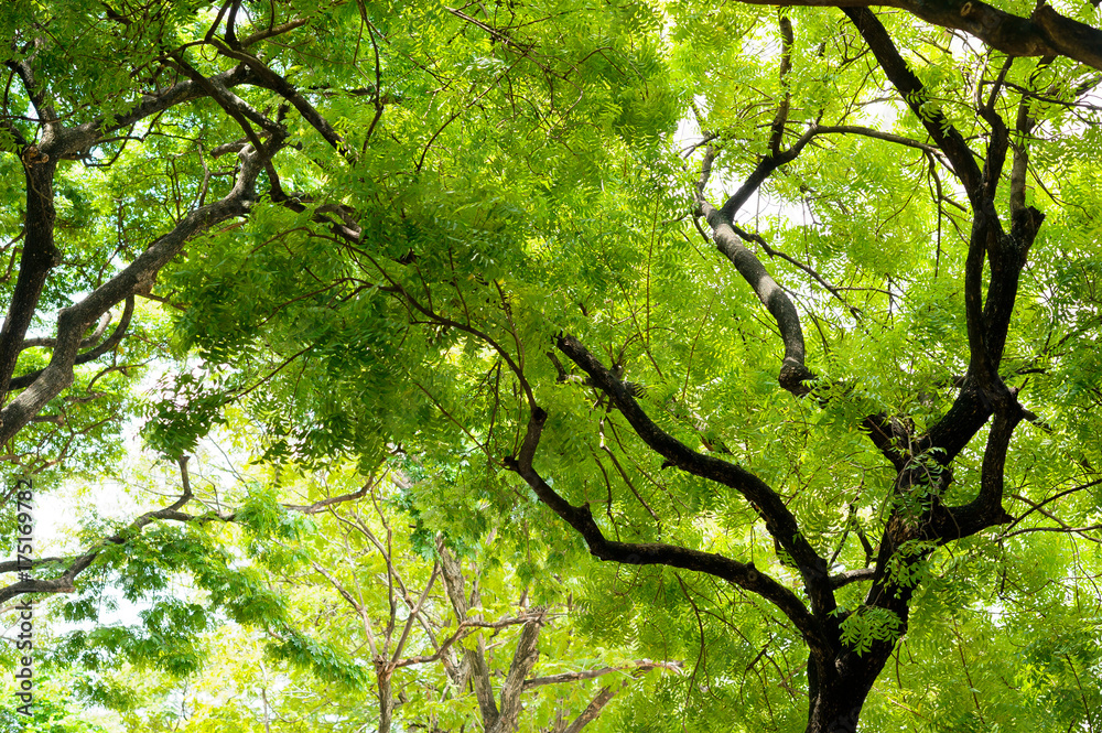 Fototapeta premium forest background . green nature background.big tree