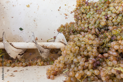 Debris removal: bunches of white grapes in the destemmer photo