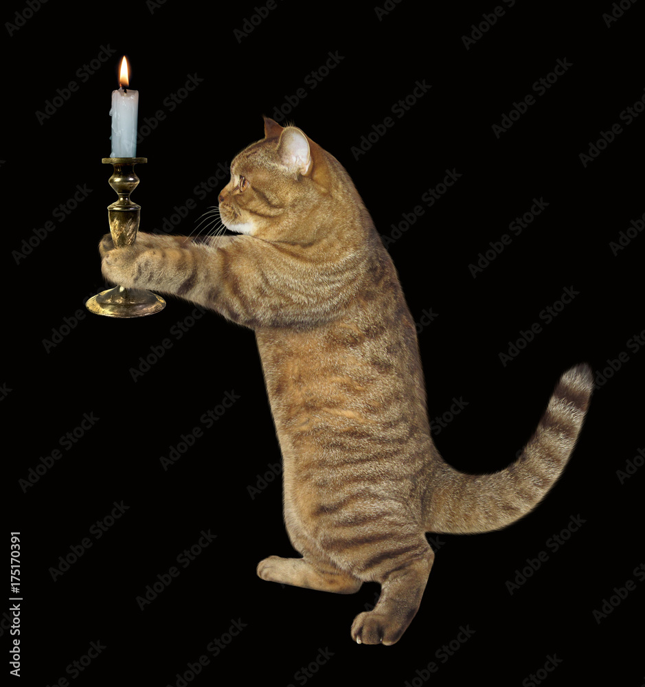 Foto Stock The cat is holding a burning candle. Black background. | Adobe  Stock