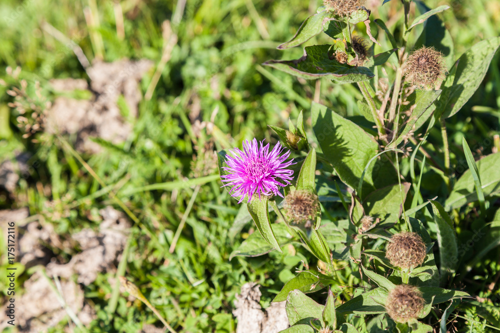 Wild silymarin flower. The main ingredient of liver drugs Wild silymarin flower. The main ingredient of liver drugs