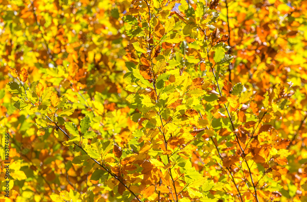 Herbstliches Blätterdach (zur individuellen Verwendung)