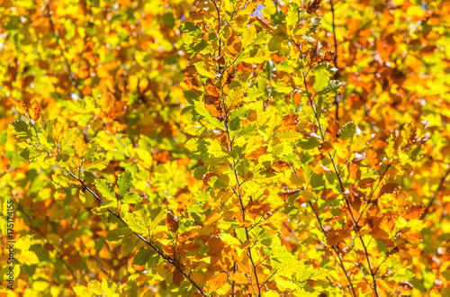 Herbstliches Bl  tterdach  zur individuellen Verwendung 