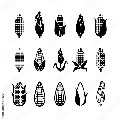 Fresh corn harvest vector icons set