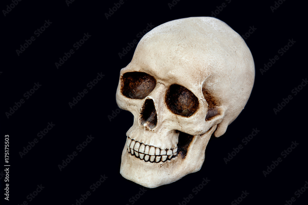 Obraz premium Creepy human skull