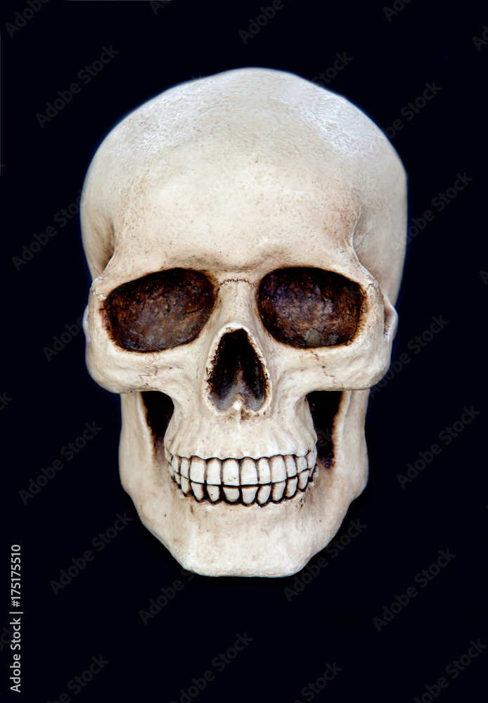 Creepy human skull