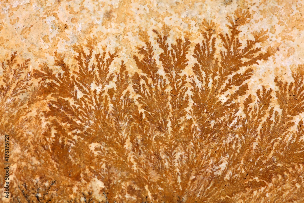 Fototapeta premium Dendrites