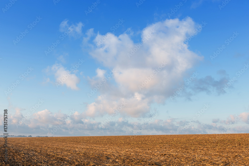 large pink clouds over the yellow field