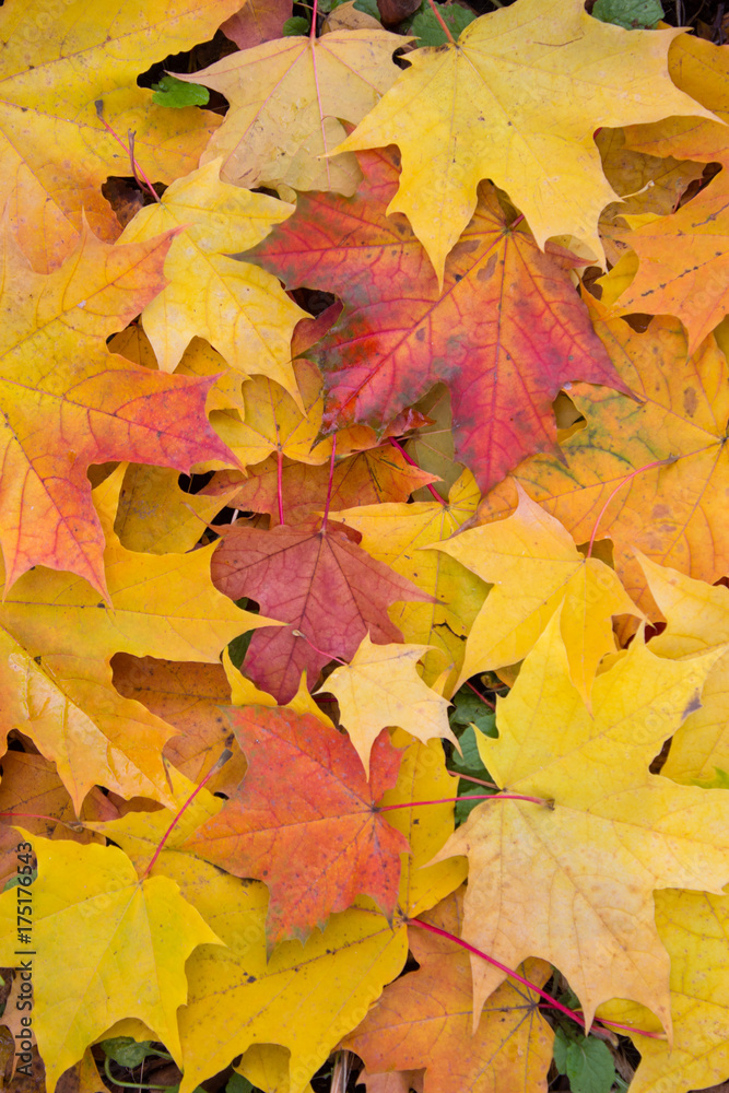 Background of multi-colored fallen maple leaves. Autumn, outdoor.
