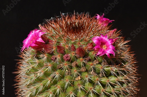 Mammillaria spinosissima mit Blüten II photo