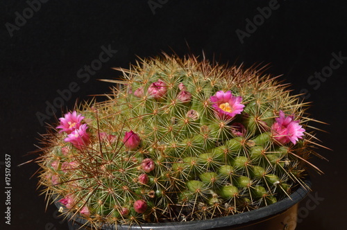 Mammillaria mit Blüten photo