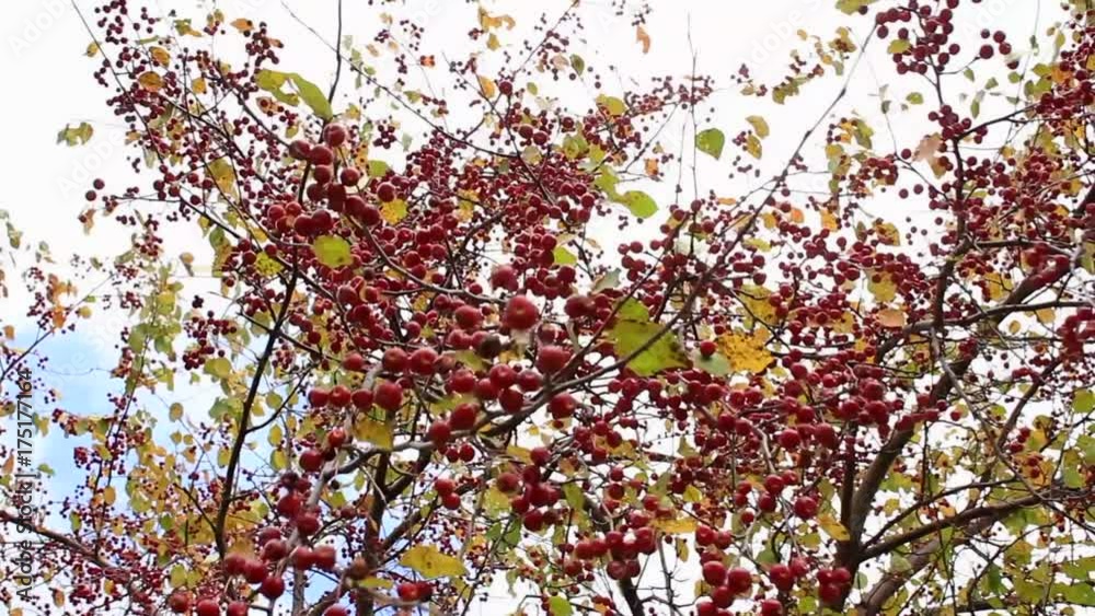 Red fruits against the sky Red fruits against the sky