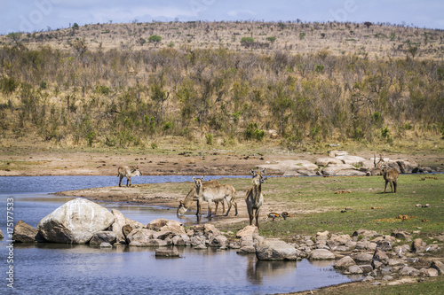 Common Waterbuck in Kruger National park, South Africa photo