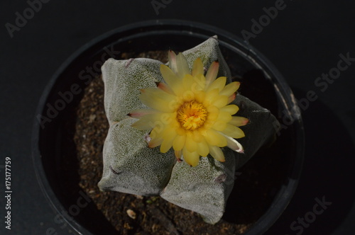 Astrophytum myriostigma II photo