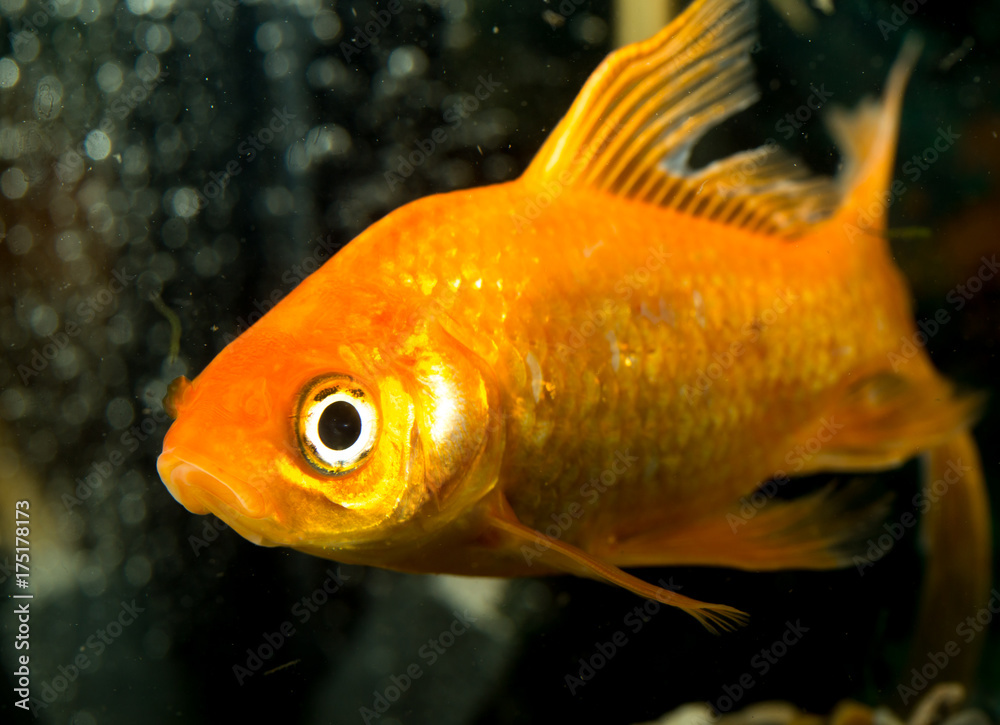 goldfish floating in an aquarium at home goldfish floating in an aquarium at home