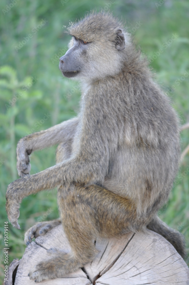 Fototapeta premium The African animals. Kenya