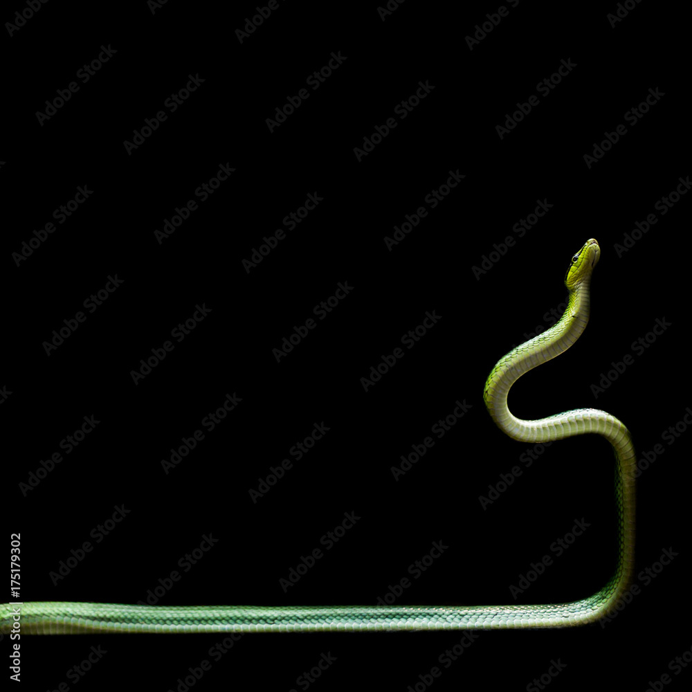 Obraz premium grüne schlange schlängelt im 90 Grad Winkel nach oben vor schwarzem Hintergrund