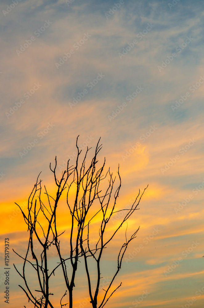 Fototapeta premium Silhouette of dead tree and dry branch with beautiful sky and yellow sky in evening
