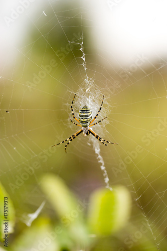 spider on the web in the open air