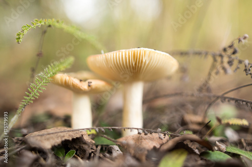 fresh edible mushroom in a forest in the nature