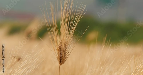 Yongcheon, Korea, Swaying barley in a barley field photo