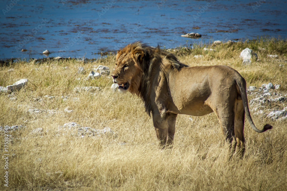 Lion in Namibia Lion in Namibia