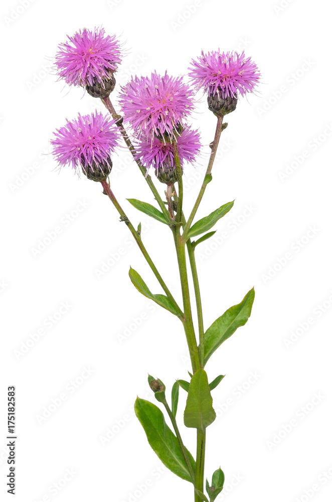 Fototapeta premium Cirsium arvense flower