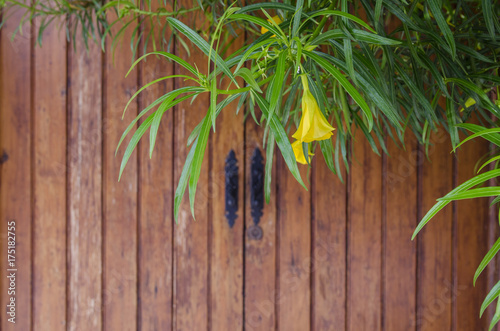 .Old wooden door  and  overgrown tropical plants and flowers for texture or background..