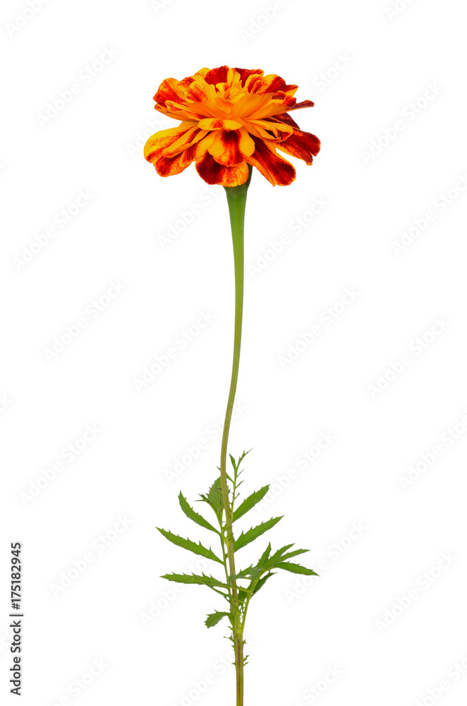 Obraz premium Tagetes flower