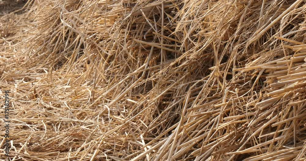 Gyeongsan, Korea, A Sheaf of paddy rice field after cultivate Gyeongsan, Korea, A Sheaf of paddy rice field after cultivate