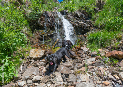 Labrador Retriever Black Dog lay in the mountains