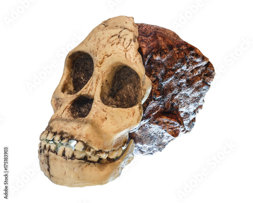 Australopithecus africanus Skull . ( Taung Child ) . Dated to 2.5 million years ago . Discovered in 1924 in a limestone quarry near Taung village , South africa