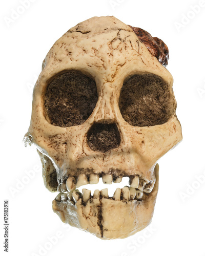 Australopithecus africanus Skull . ( Taung Child ) . Dated to 2.5 million years ago . Discovered in 1924 in a limestone quarry near Taung village , South africa photo