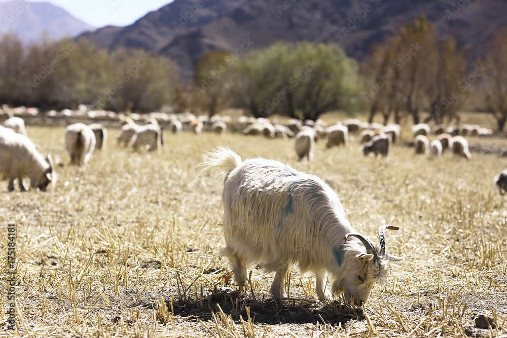 Obraz premium sheep on a mountain pasture
