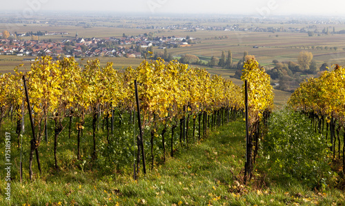 Blick über die Weinberge auf den Weinort Hainfeld photo