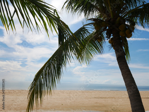 Beach and coconut