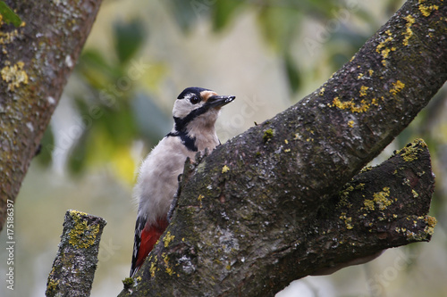 Buntspecht photo