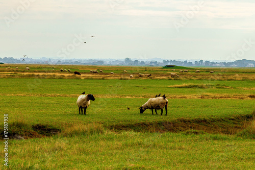 sheep on salt marshes Normandy France © Philip