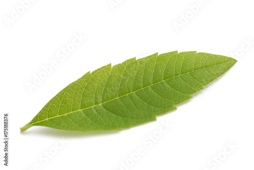 Louisa Herb leaf