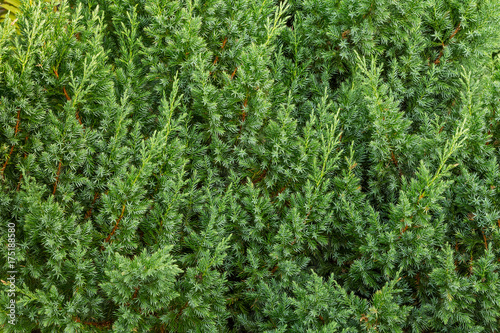 Background green from juniper branches