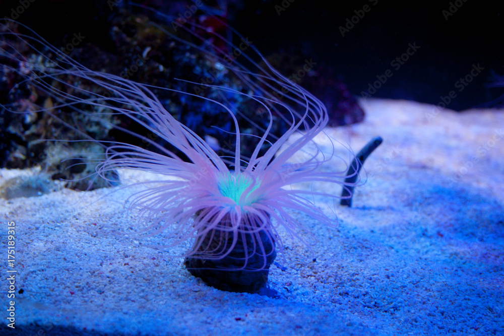 Obraz premium Sealife