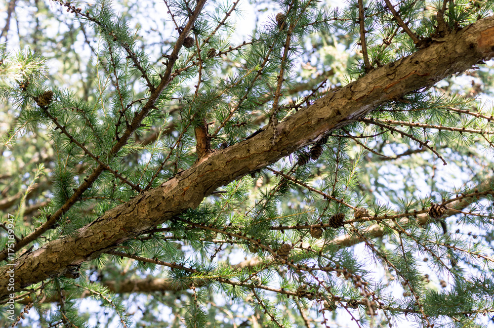 spruce branches in the summer forest. background, nature. spruce branches in the summer forest. background, nature.