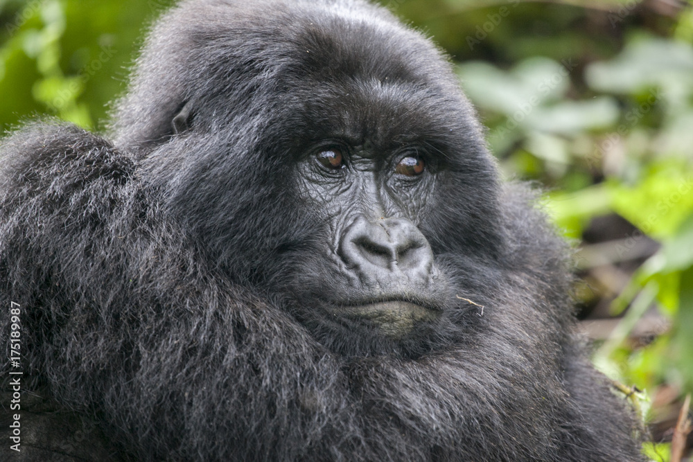 A silverback, or adult male, gorilla in the jungle of Rwanda, Africa