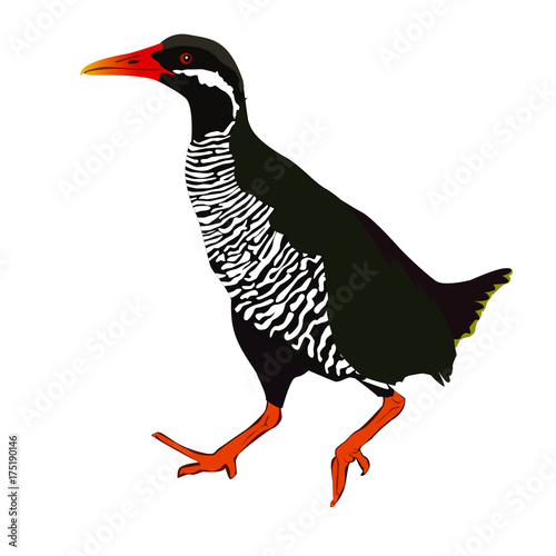 ヤンバルクイナ