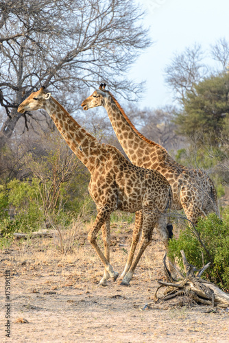 South African giraffes in Kruger National Park  South Africa